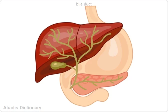 bile duct